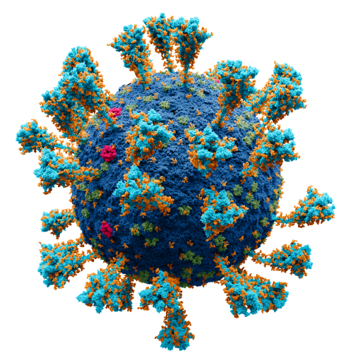 coronavirus